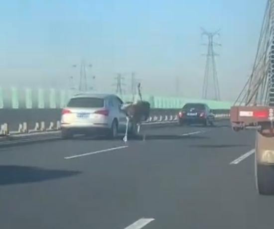 天津高速鸵鸟奔跑车辆纷纷避让：途中掉落 已领走