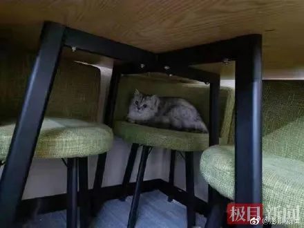 三只猫被困封控大楼，深圳卫健委喊话：电话多少？我去救！