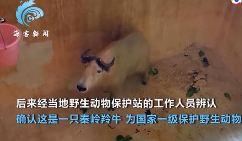 罕见“六不像”生物被困工厂 现场展现强大破坏力 真实身份曝光