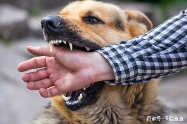 杭州女孩被狗舔了下,几个月后竟发病死亡!真相不简单