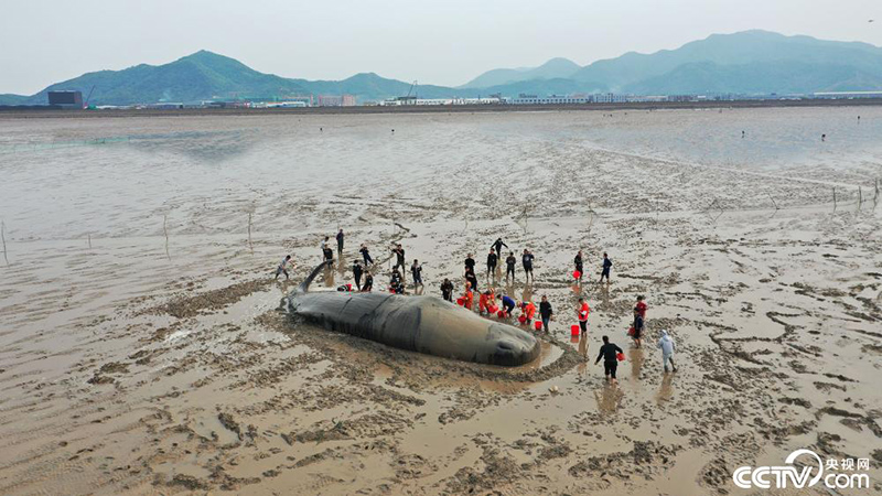 浙江宁波：一头抹香鲸在象山海域搁浅