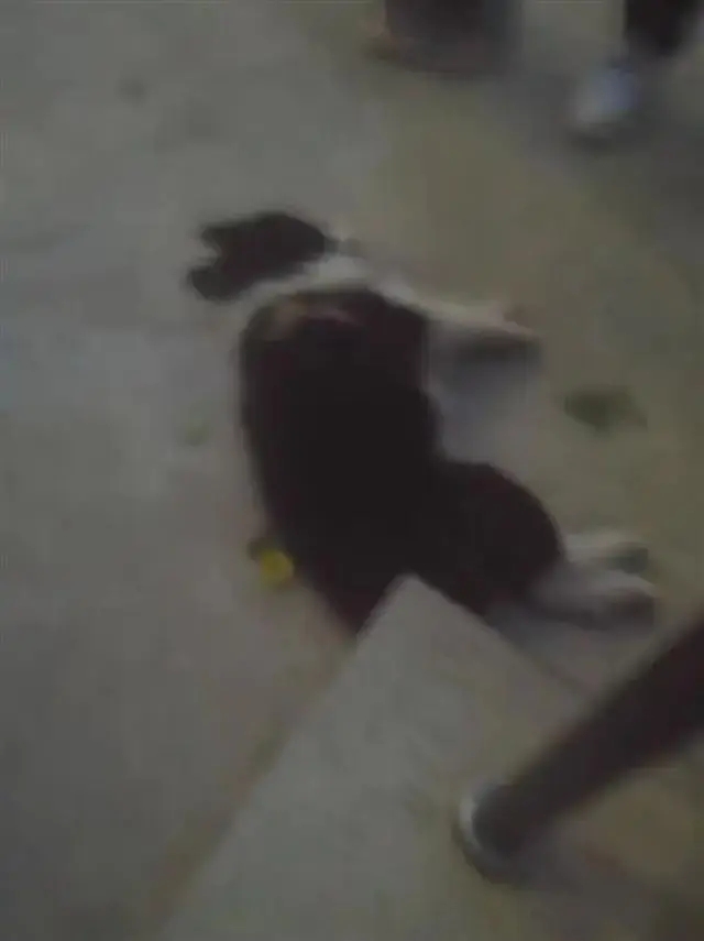 宠物狗吓哭小孩被家长摔死!女主人回应,网友吵翻 宠物狗吓哭小孩被家长摔死!女主人回应,网友吵翻