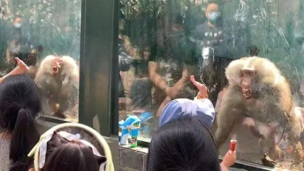 谁是动物？女子动物园拍打玻璃戏耍狒狒引其暴怒撞头