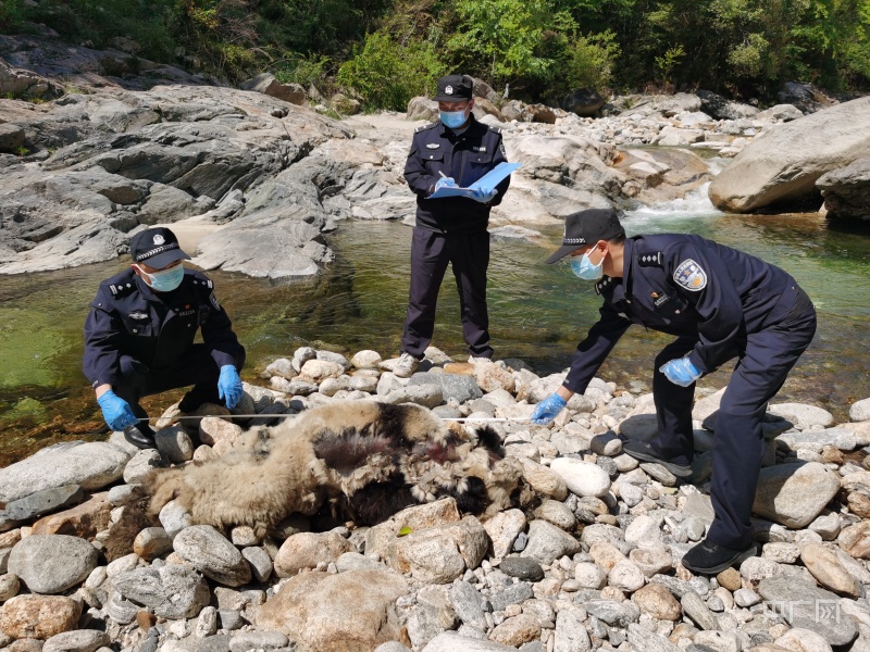 陕西一大熊猫河边死亡 警方：自然死亡 排除人为猎杀