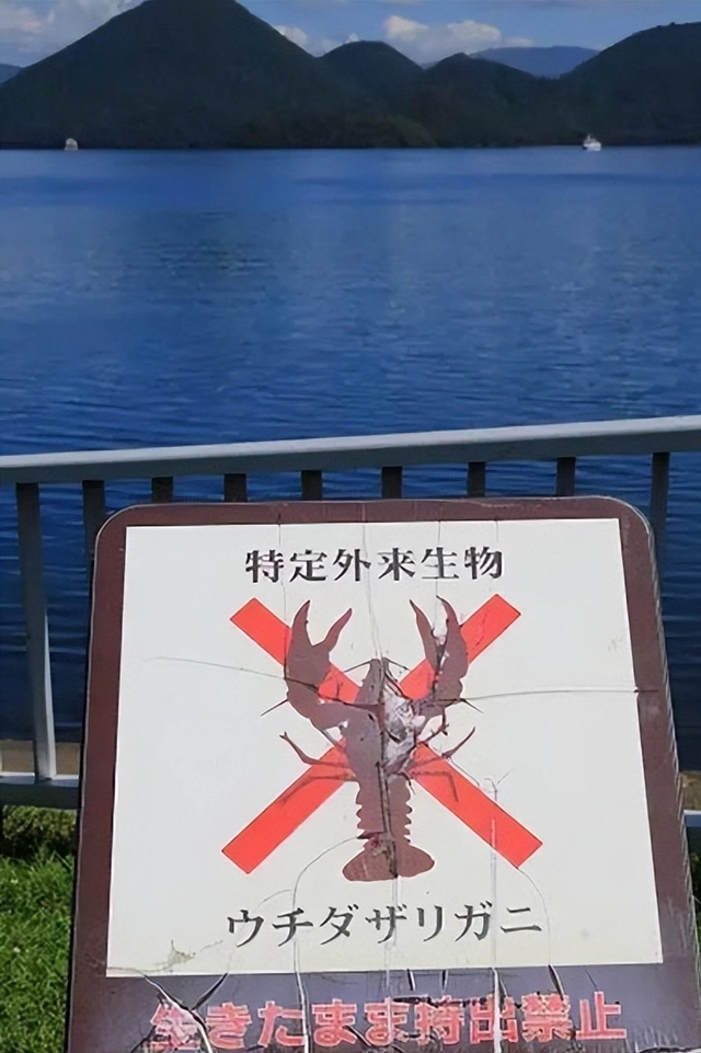 日本立法禁售小龙虾 “小龙虾自由”没实现，小龙虾先自由了？