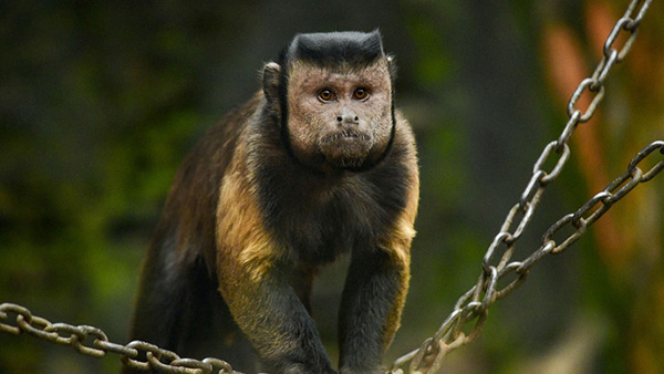 不是特效！动物园一猴子长着国字脸络腮胡，目击者：这猴子略显成熟稳重
