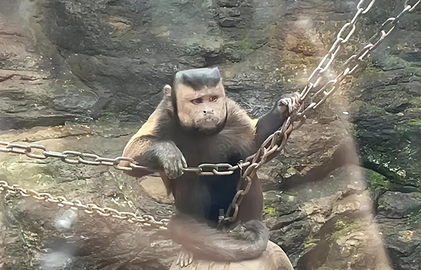 不是特效！动物园一猴子长着国字脸络腮胡，目击者：这猴子略显成熟稳重