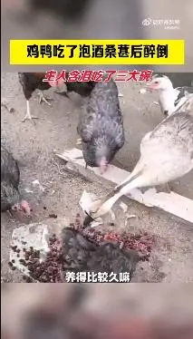 鸡鸭吃泡酒桑葚醉死，主人：含泪干3碗，虽然愧疚但确实很美味