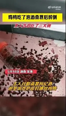鸡鸭吃泡酒桑葚醉死，主人：含泪干3碗，虽然愧疚但确实很美味