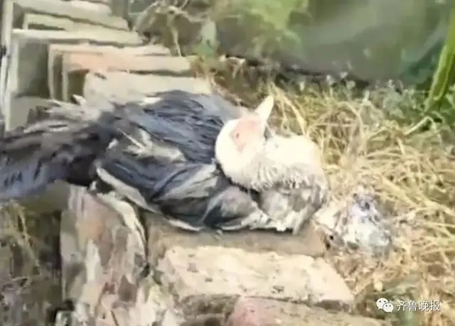 鸡鸭吃泡酒桑葚醉死，主人：含泪干3碗，虽然愧疚但确实很美味