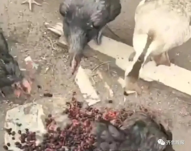 鸡鸭吃泡酒桑葚醉死，主人：含泪干3碗，虽然愧疚但确实很美味