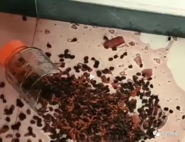 鸡鸭吃泡酒桑葚醉死，主人：含泪干3碗，虽然愧疚但确实很美味