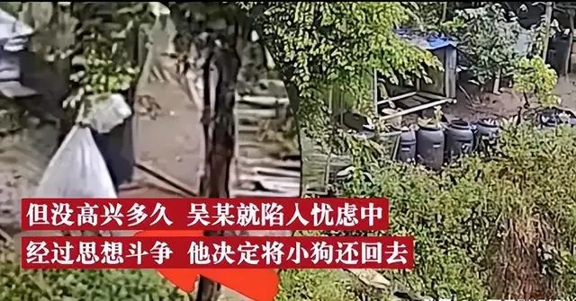 因为小奶狗太可爱男子忍不住偷了3只 醒悟后去自首了