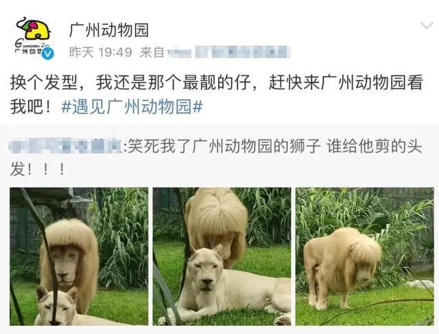 “齐刘海”狮子走红网络 广州动物园回应：天生就这样