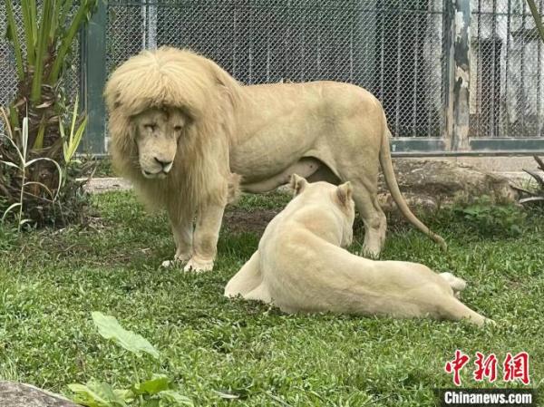 “齐刘海”狮子走红网络 广州动物园回应：天生就这样