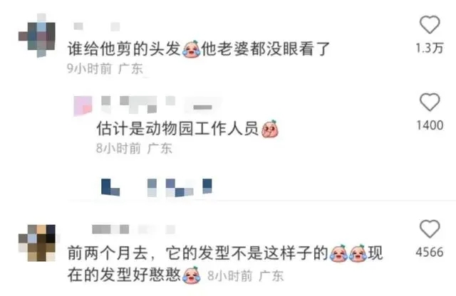 “齐刘海”狮子走红网络 广州动物园回应：天生就这样