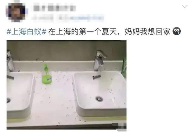 上海多区出现大量白蚁？相关部门：预计6月会出现灭治高峰