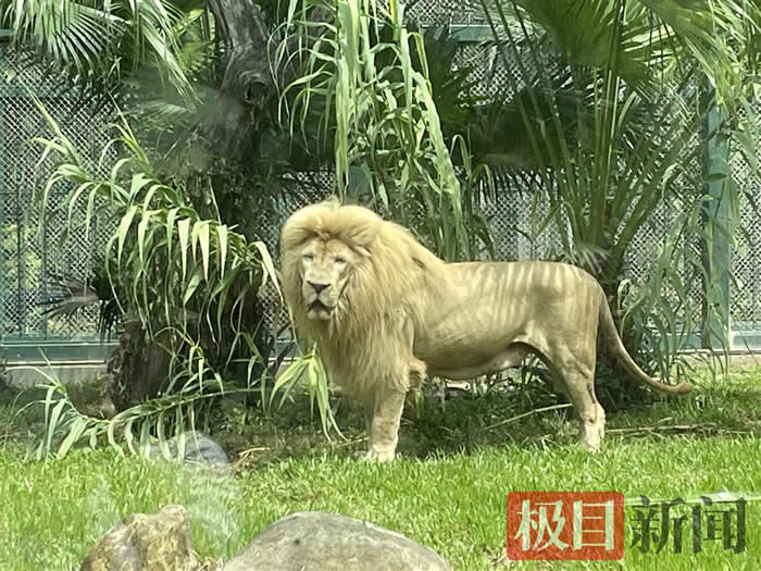 “齐刘海”狮子今换“大背头”，动物园：淋雨后自然形成