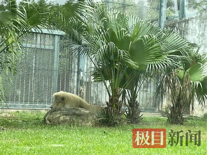 “齐刘海”狮子今换“大背头”，动物园：淋雨后自然形成