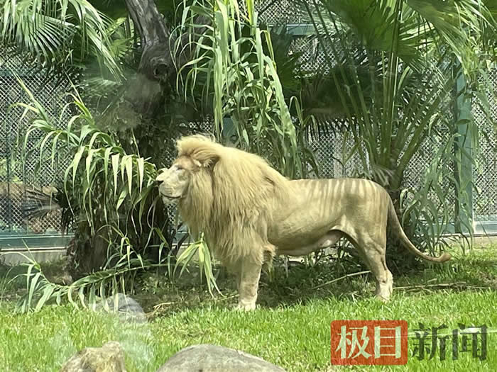 “齐刘海”狮子今换“大背头”，动物园：淋雨后自然形成