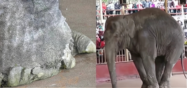 四川一动物园大象脚烂还得表演，被虐待了？动物表演为何该消失？