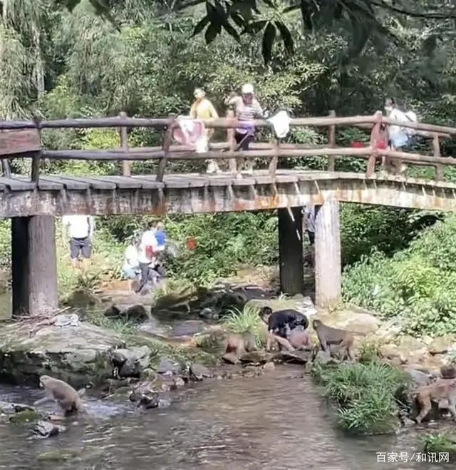 游客小溪戏水遭野猴群袭击？大人在桥上急得大喊，景区回应