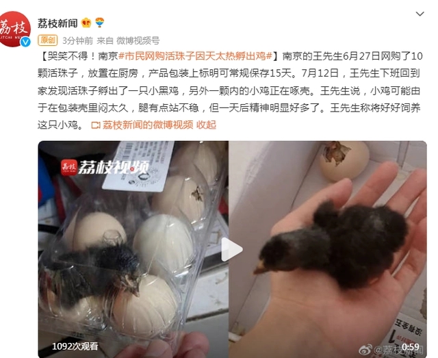 哭笑不得！南京市民网购活珠子，因天太热孵出小鸡