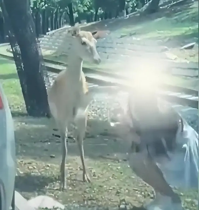 妙龄女子在动物园下车喂鹿反被一脚踢开，工作人员：禁止私自携带食物投喂动物