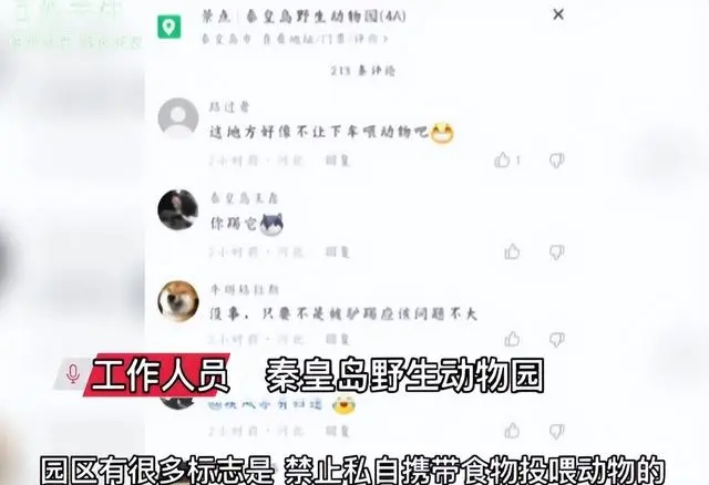 妙龄女子在动物园下车喂鹿反被一脚踢开，工作人员：禁止私自携带食物投喂动物