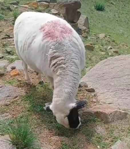 女大学生暑假帮爸爸放羊，结果把自己和羊一起放丢了