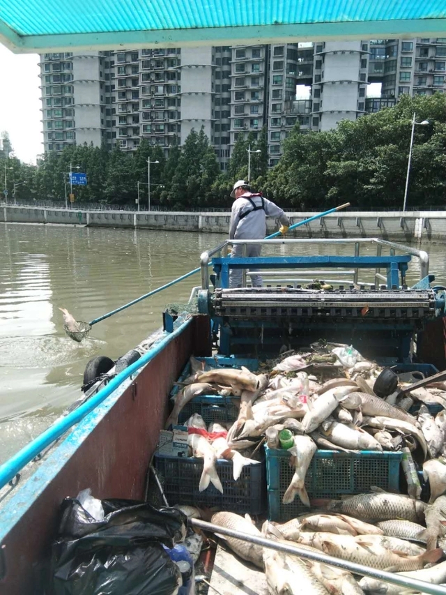 苏州河频现大量死鱼，都是不科学放生惹的祸