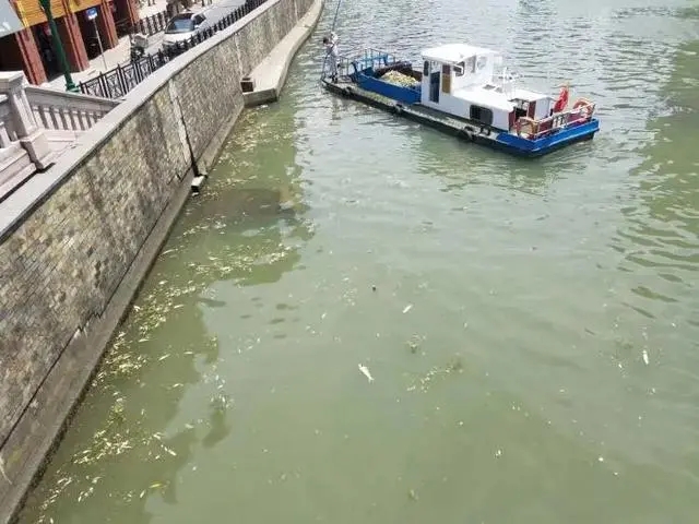 苏州河频现大量死鱼，都是不科学放生惹的祸