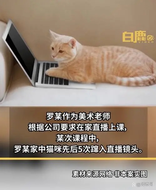 因家猫5次入镜网课老师被开除法院：公司须支付违法赔偿金