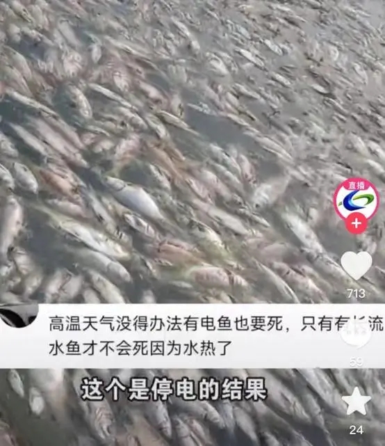 四川高温停电致数万斤鱼缺氧死亡，塘主无奈挖坑深埋：已经捞了两天，鱼还在死