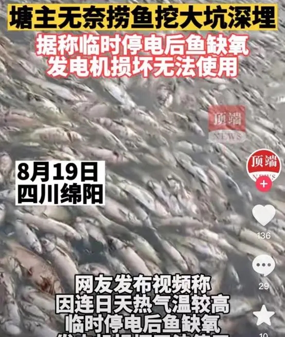 四川高温停电致数万斤鱼缺氧死亡，塘主无奈挖坑深埋：已经捞了两天，鱼还在死