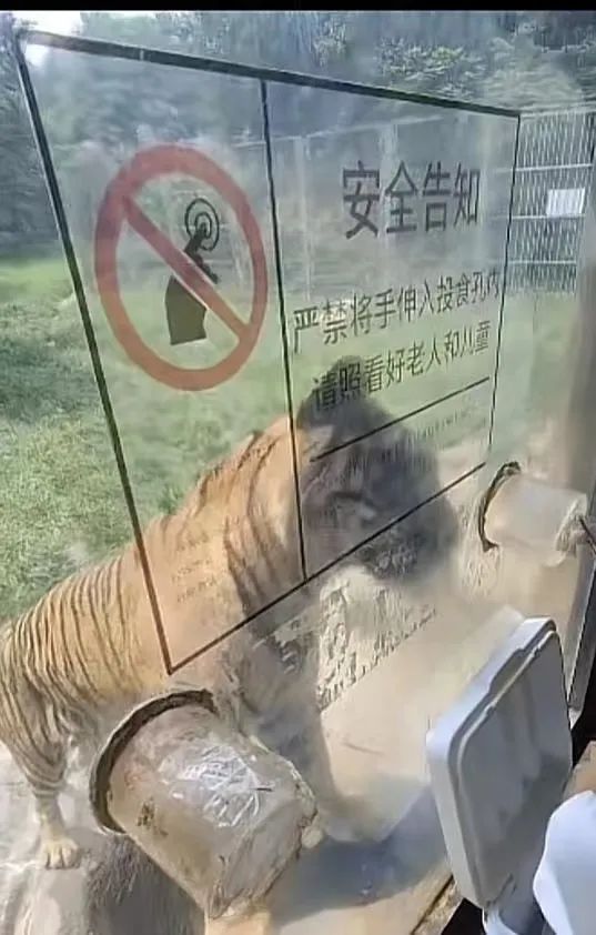 老虎拍碎玻璃，游客匆忙逃窜？动物园回应