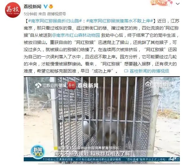 南京网红猕猴曲折归山路：南京网红猕猴挨揍落水不敢上岸