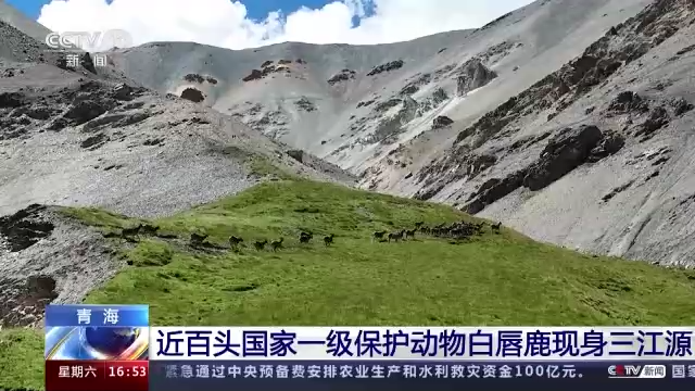 近百头国家一级保护动物白唇鹿现身三江源