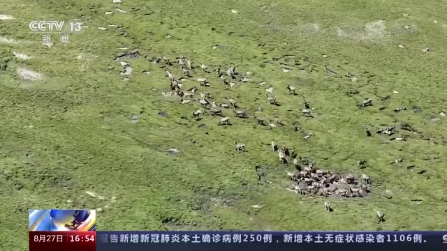 近百头国家一级保护动物白唇鹿现身三江源