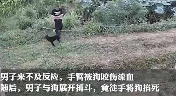 男子被恶狗咬伤后徒手将狗掐死！网友：“现实版武松打狗！”