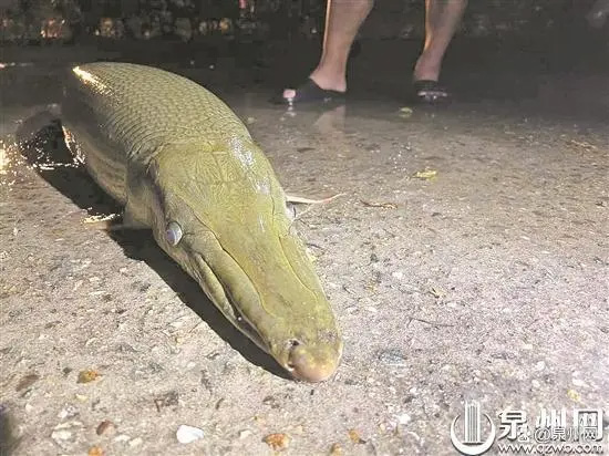寺庙放生池里发现“怪鱼”鳄雀鳝 体长1.2米重25公斤 寺庙放生池里发现“怪鱼”鳄雀鳝 体长1.2米重25公斤