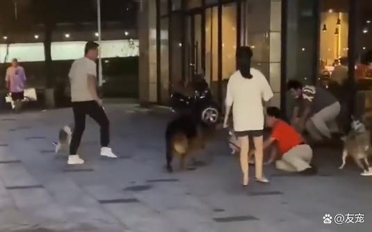 未牵绳小狗挑衅老人牵着的大狗被咬,男子踹大狗致老人摔倒引争议 未牵绳小狗挑衅老人牵着的大狗被咬,男子踹大狗致老人摔倒引争议