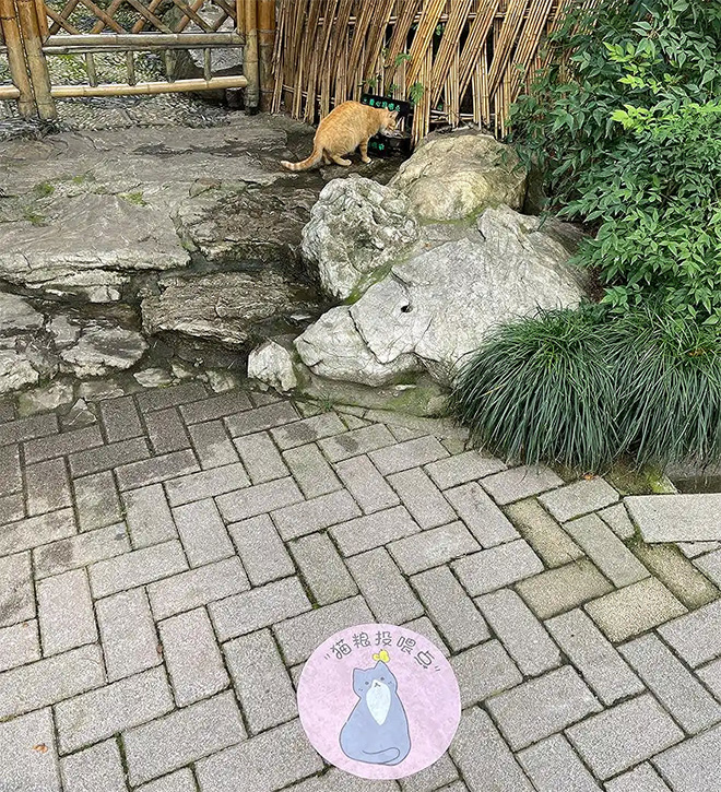 “猫奴们”看过来，上海静安公园有了流浪猫固定爱心投喂点