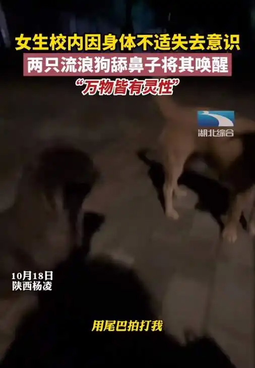 万物皆有灵性,女生因身体不适失去意识,两只流浪狗温柔将其唤醒 万物皆有灵性,女生因身体不适失去意识,两只流浪狗温柔将其唤醒