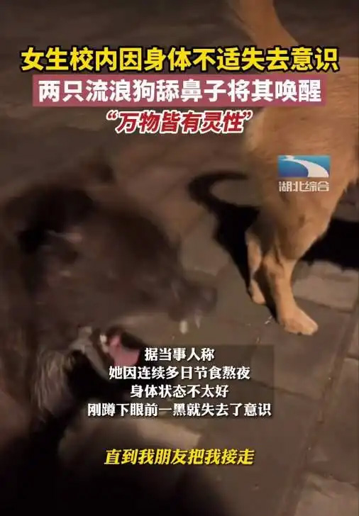 万物皆有灵性，女生因身体不适失去意识，两只流浪狗温柔将其唤醒